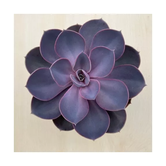 Echeveria Purple Pearl Echeveria Purple Pearl