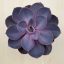 Echeveria Purple Pearl