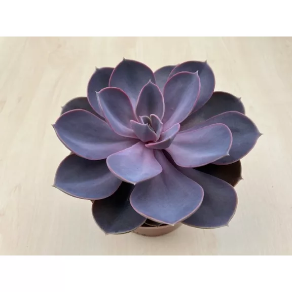 Echeveria Purple Pearl Echeveria Purple Pearl