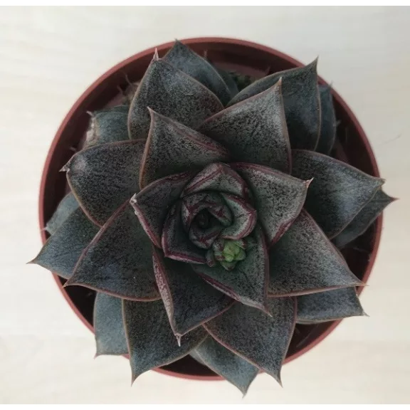 Echeveria purpusorum Echeveria purpusorum