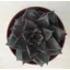 Echeveria purpusorum