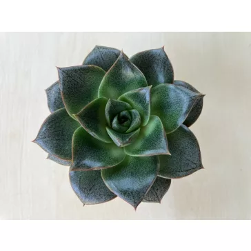 Echeveria purpusorum