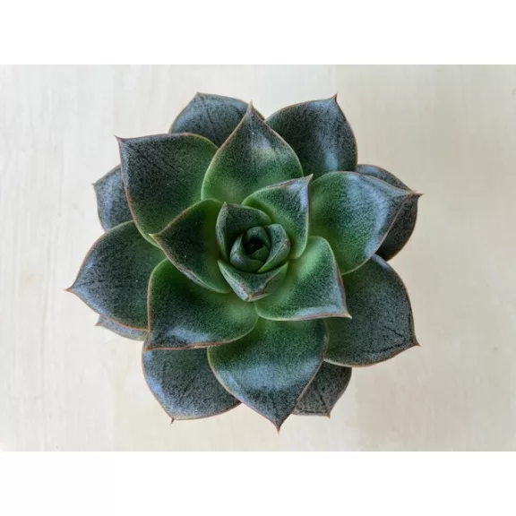 Echeveria purpusorum Echeveria purpusorum