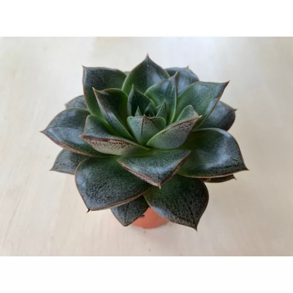 Echeveria purpusorum Echeveria purpusorum