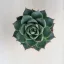 Echeveria purpusorum green