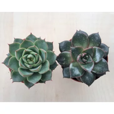 Echeveria purpusorum green