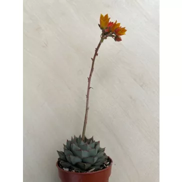 Echeveria purpusorum green