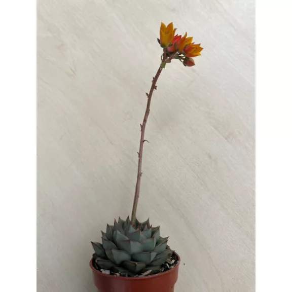 Echeveria purpusorum green