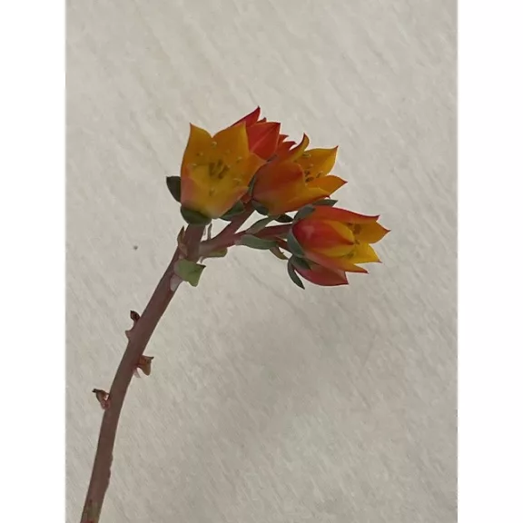 Echeveria purpusorum green