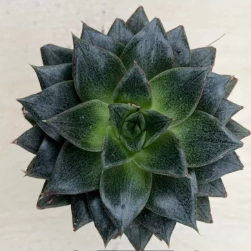 Echeveria purpusorum 6 cm-es cserépben