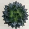 Echeveria purpusorum 6 cm-es cserépben
