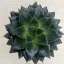 Echeveria purpusorum 6 cm-es cserépben