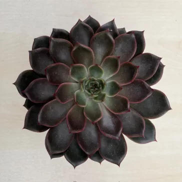 Echeveria Rosetta Mariposa