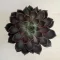 Echeveria Rosetta Mariposa