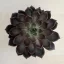 Echeveria Rosetta Mariposa