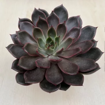 Echeveria Rosetta Mariposa