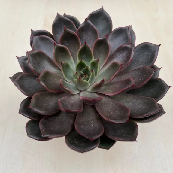 Echeveria Rosetta Mariposa
