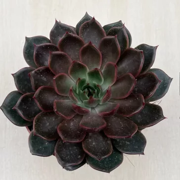 Echeveria Rosetta Mariposa