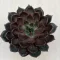 Echeveria Rosetta Mariposa