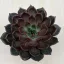 Echeveria Rosetta Mariposa