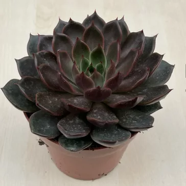 Echeveria Rosetta Mariposa