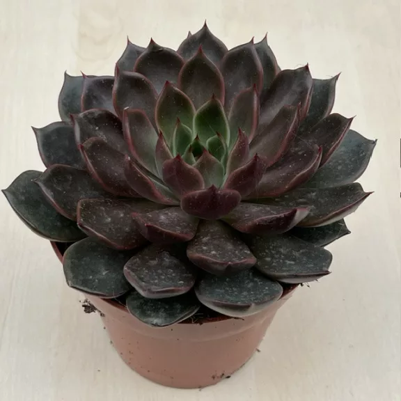 Echeveria Rosetta Mariposa