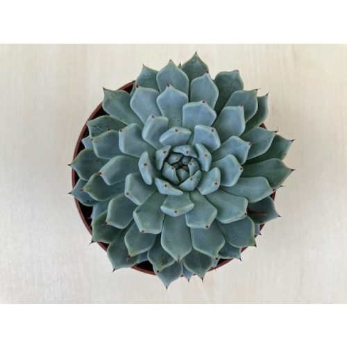 Echeveria 'Sarahime Botan'