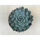 Echeveria 'Sarahime Botan'
