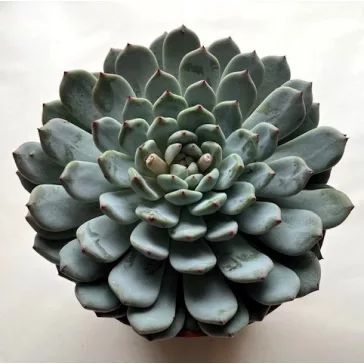 Echeveria 'Sarahime Botan'