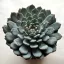 Echeveria 'Sarahime Botan'