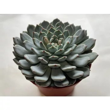 Echeveria 'Sarahime Botan'