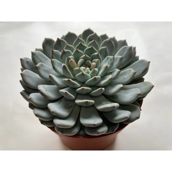 Echeveria 'Sarahime Botan'