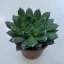 Echeveria 'Scorpio'