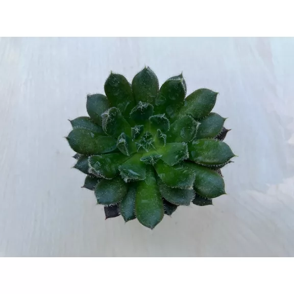 Echeveria 'Scorpio'