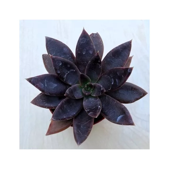 Echeveria 'Serrana' Echeveria 'Serrana'
