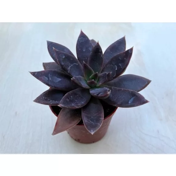 Echeveria 'Serrana' Echeveria 'Serrana'