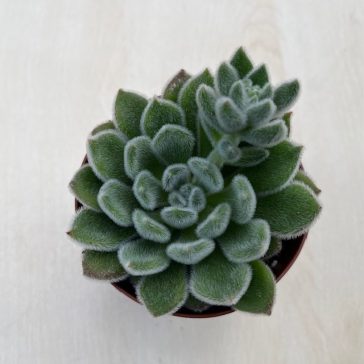 Echeveria setosa 8 cm cserépben