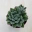Echeveria setosa 8 cm cserépben