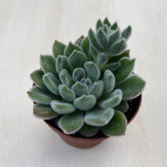 Echeveria setosa 8 cm cserépben