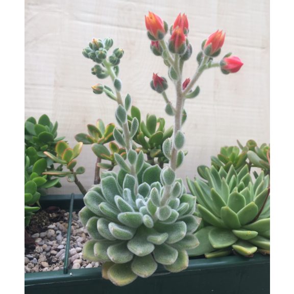 Echeveria setosa 8 cm cserépben