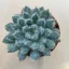 Echeveria setosa var. minor