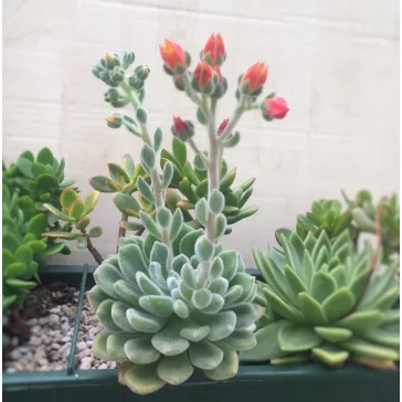 Echeveria setosa