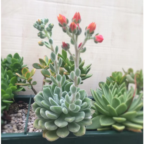 Echeveria setosa