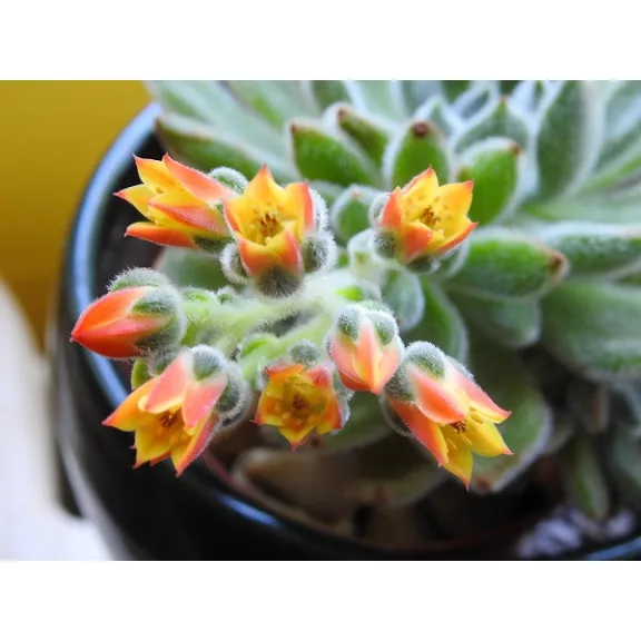 Echeveria setosa