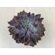 Echeveria shaviana