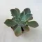 Echeveria shaviana