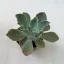 Echeveria shaviana