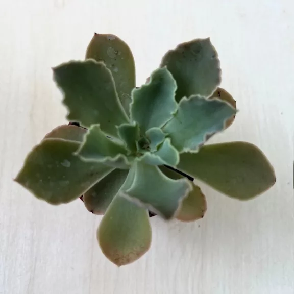 Echeveria shaviana