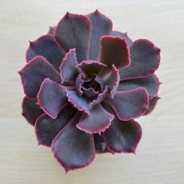 Echeveria shaviana 'Pink frills'