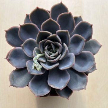 Echeveria 'Summer'